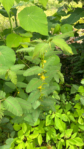Chamaecrista nictitans observed 2025-06-25