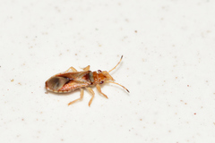 Thaumastocoridae