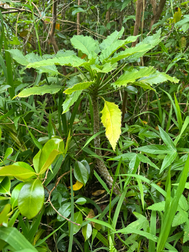 Delissea waianaeensis observed 2025-06-02