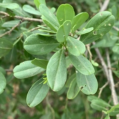 Cadaba natalensis