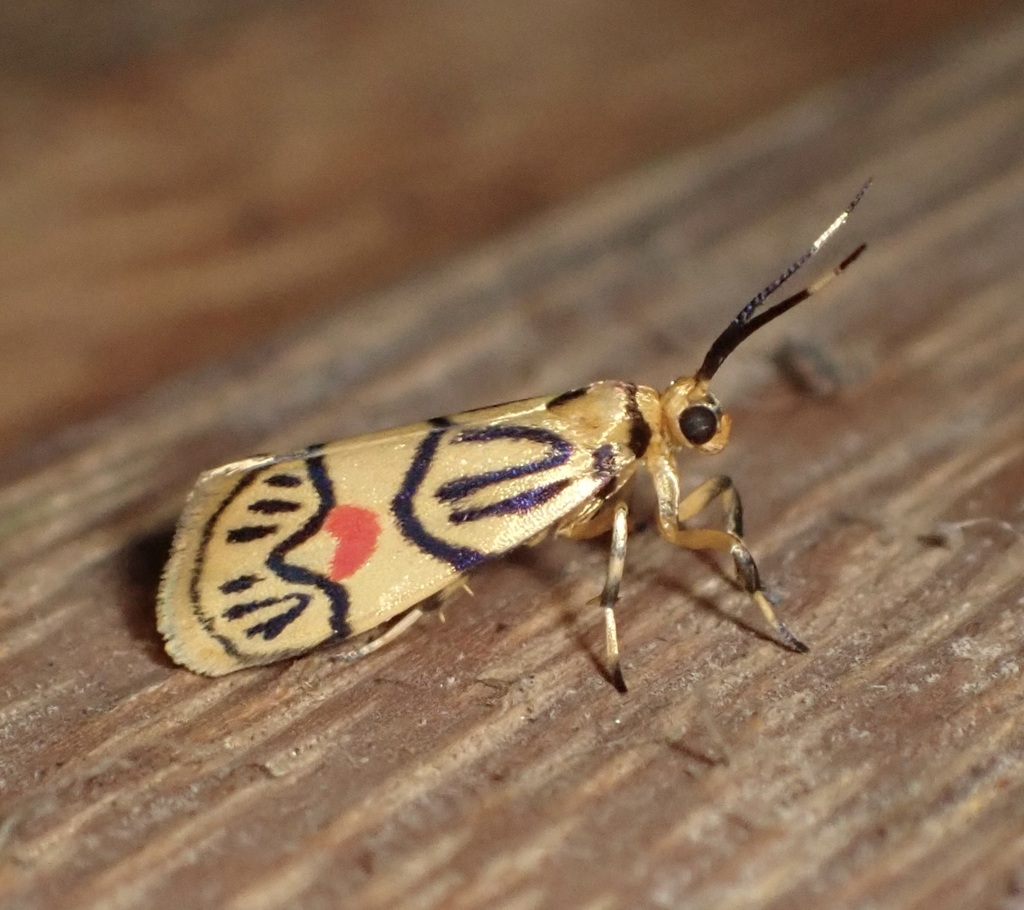 Prepiella aurea