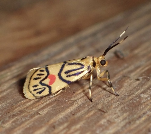 Prepiella aurea