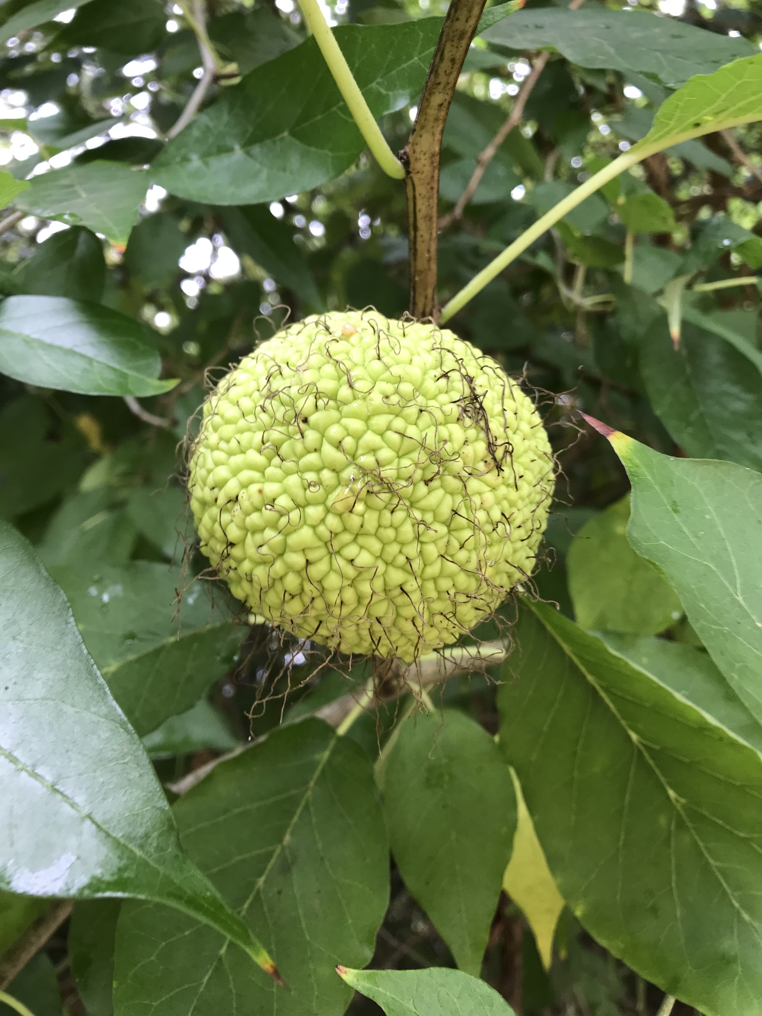 flor silvestre del estado de luisiana