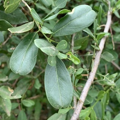 Cadaba natalensis