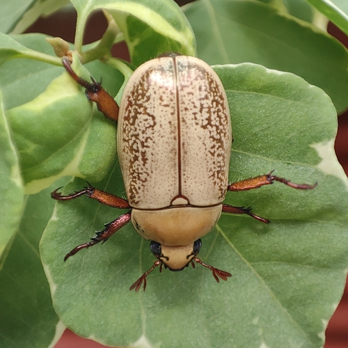 Pelidnota notata
