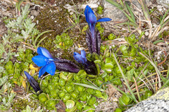 Gentiana bavarica subacaulis