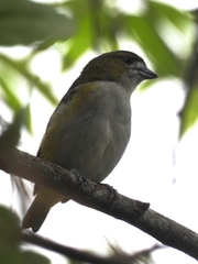 Euphonia chrysopasta
