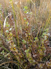 Betula michauxii