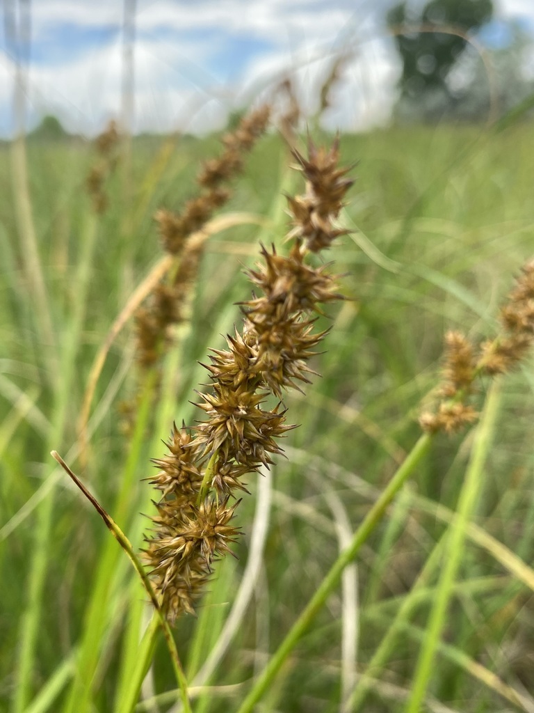awl-fruited sedge