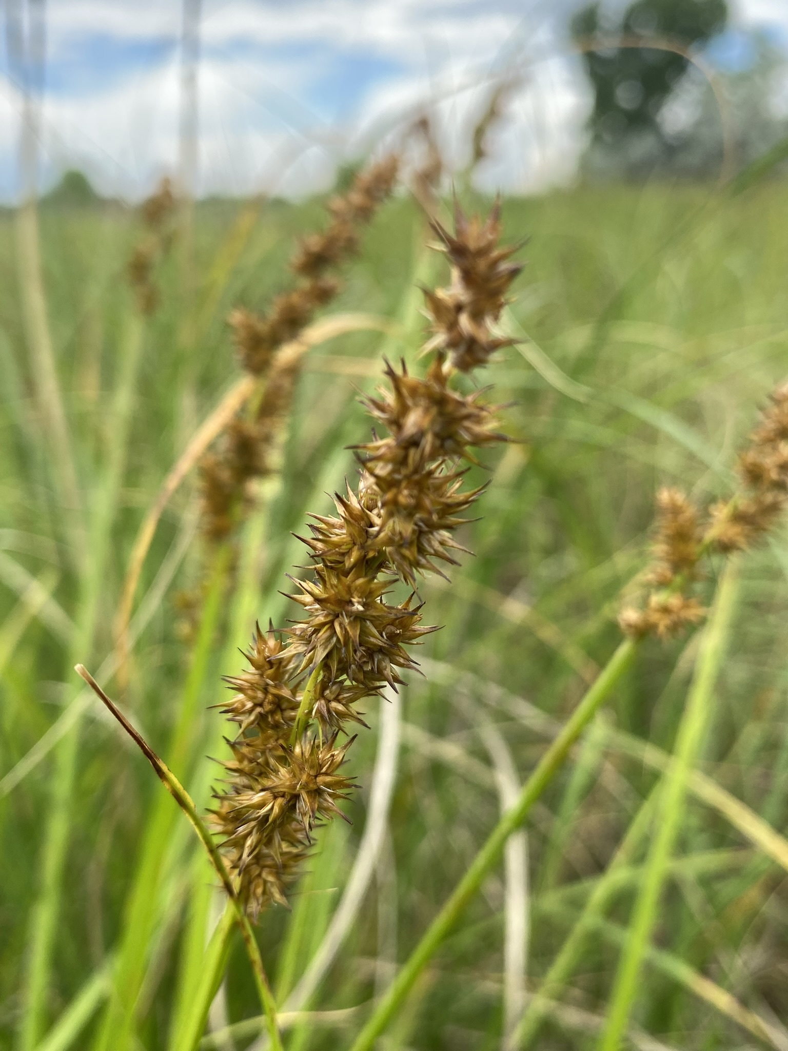 Carex stipata