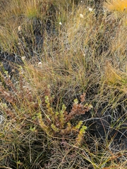 Betula michauxii