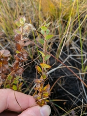 Betula michauxii
