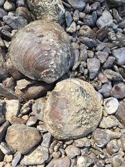 Cyclonaias tuberculata