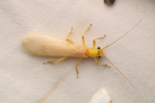 Yellow Stone photo 4