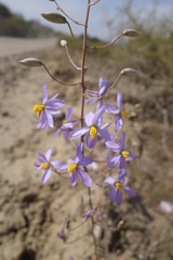 Cyanella