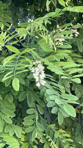 black locust