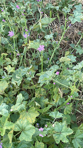 Common Mallow
