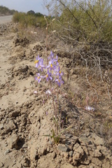 Cyanella