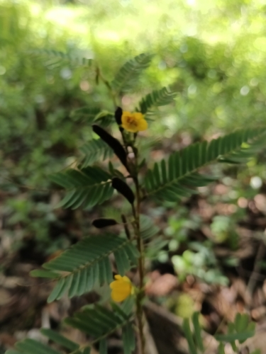 Chamaecrista nictitans observed 2025-06-25