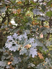 Quercus robur