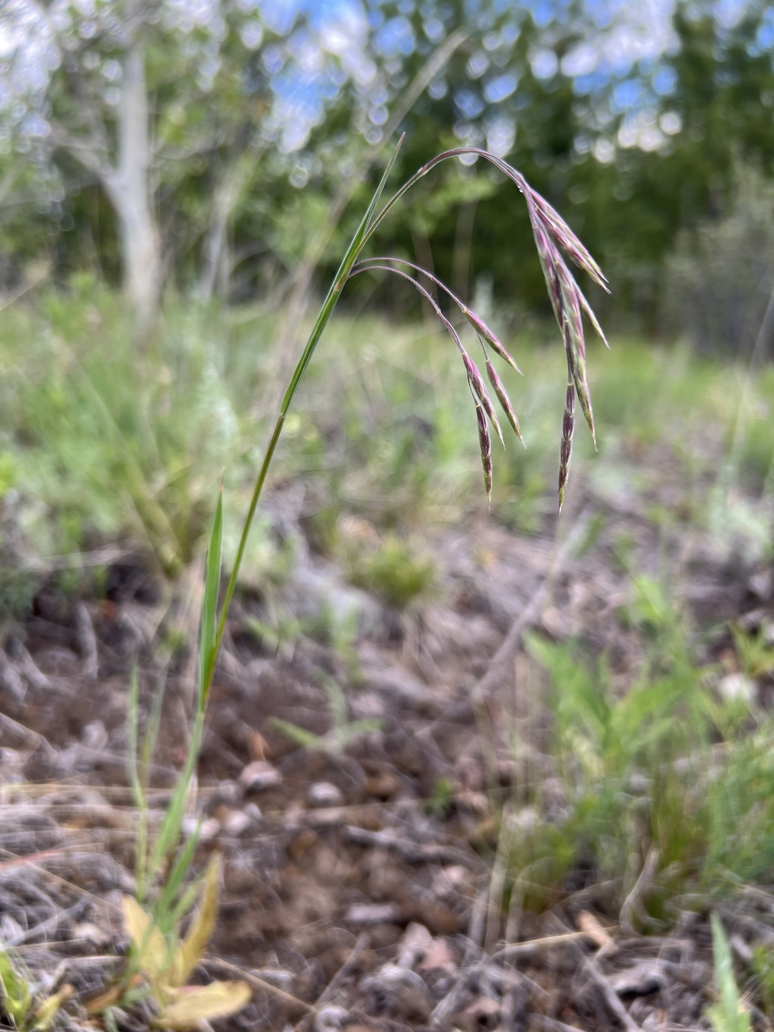 Bromus porteri