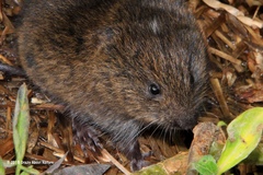 Microtus oregoni
