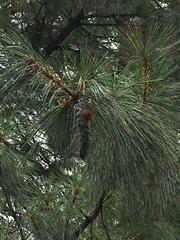 Pinus wallichiana