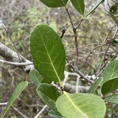 Elaeodendron schlechterianum image