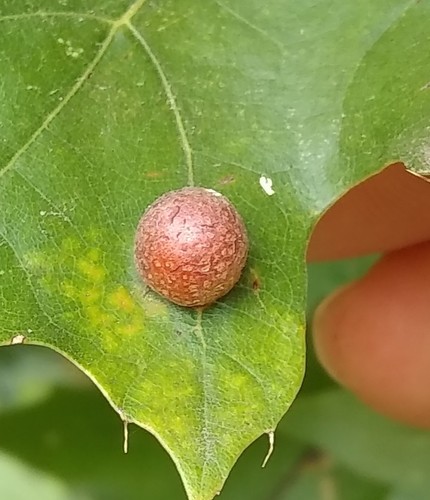 Oak Leaf Gall Midge photo 3