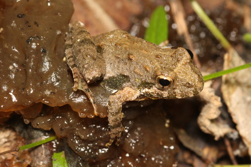 Cricket Frogs