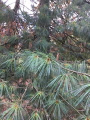 Pinus wallichiana