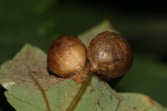 Pediaspis aceris