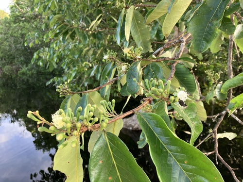 Couepia paraensis (Couepia paraensis)
