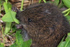 Microtus oregoni