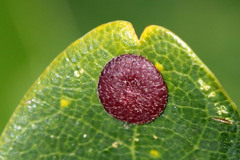 Neuroterus quercusbaccarum