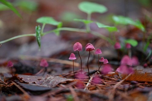 Marasmius pulcherripes