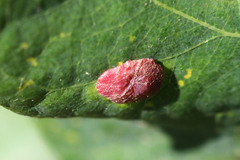 Neuroterus quercusbaccarum