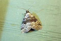 Dyspyralis illocata
