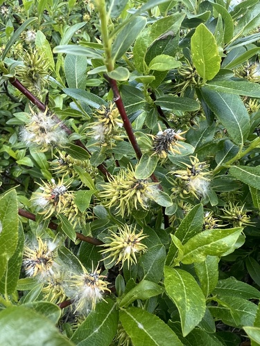 Salix barclayi Andersson