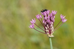 (c) evgeniq_benihanov, some rights reserved (CC BY) Allium pallasii, photograph (c) evgeniq_benihanov, some rights reserved (CC BY)