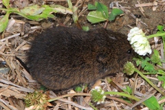 Microtus oregoni