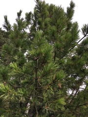 Pinus cembra