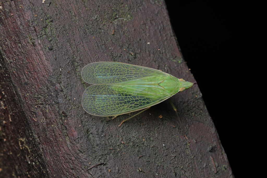 Pteroplegma longiceps