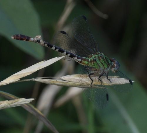 Blue-faced Ringtail photo 5