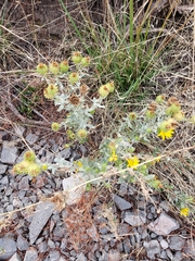 Grindelia nana