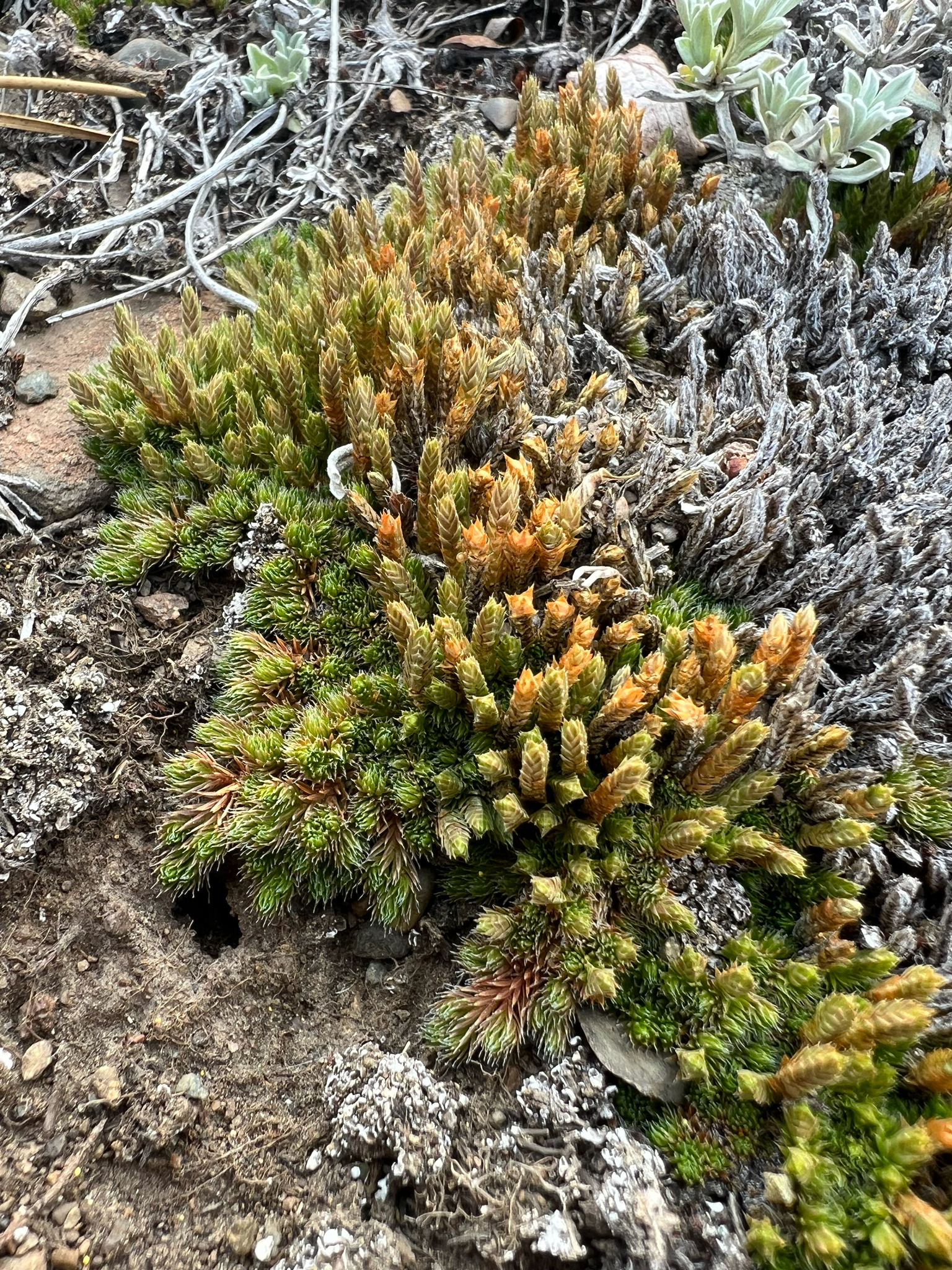 Selaginella scopulorum
