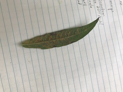 Coleosporium vernoniae