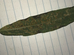 Coleosporium vernoniae