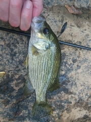 Ambloplites cavifrons