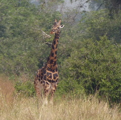 Giraffa camelopardalis rothschildi